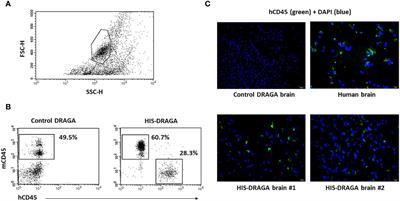 Reconstitution of human microglia and resident T cells in the brain of humanized DRAGA mice